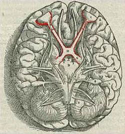 opticchiasma